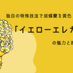 独自の特殊技法で胡蝶蘭を黄色く染めたイエローエレガンスの魅力