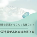 もらった胡蝶蘭を放置するなんて勿体ない！美しくキープする手入れ方法と育て方